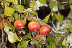 Yellowleaf hawthorn